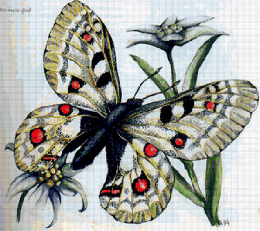 Бабочка на цветах - бабочка, бабочки, букет, цветы, картина - предпросмотр