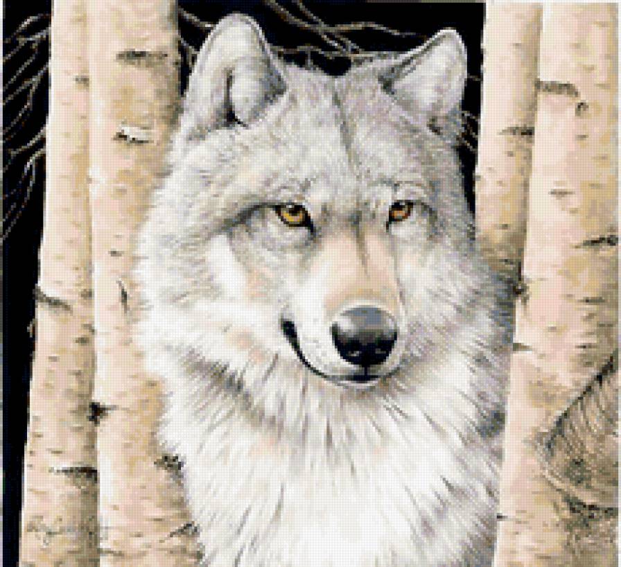 волк - волки, картина, фауна, животные, природа - предпросмотр