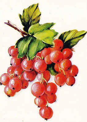 Веточка смородины - ягоды, ягодки, гроздь, смородина, красная смородина, панно - оригинал