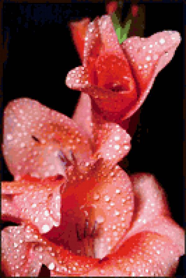 гладиолус - гладиолусы, цветы - предпросмотр