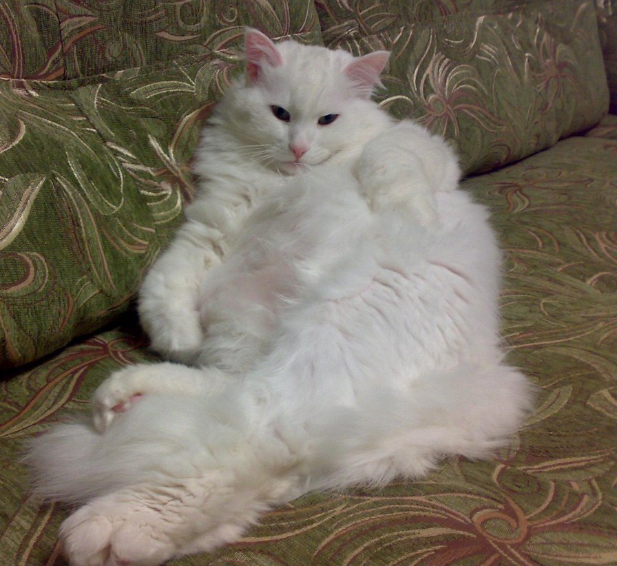 Федя - белый кот, кот, кошка - оригинал