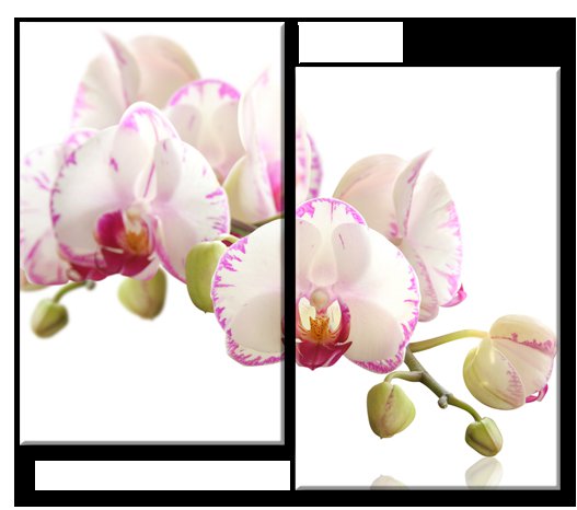 ДИПТИХ - цветы, орхидея, диптих - оригинал