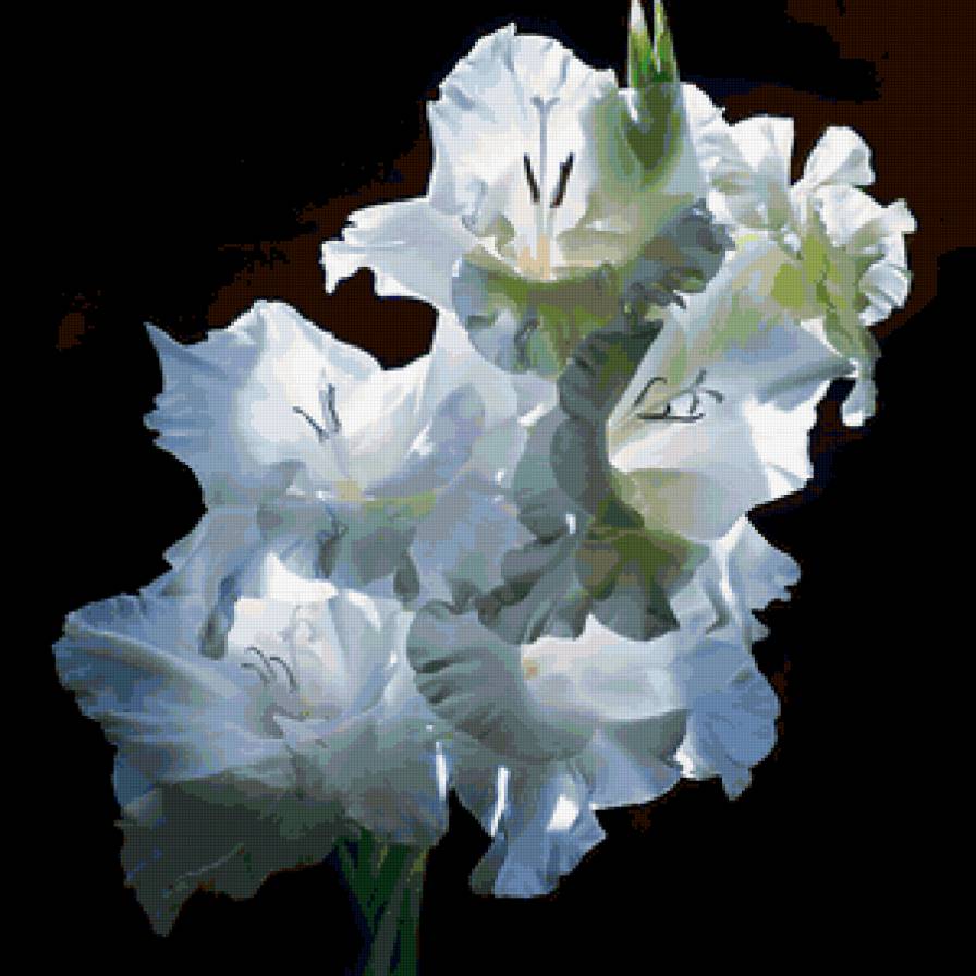Белое чудо - цветы, природа, красота - предпросмотр
