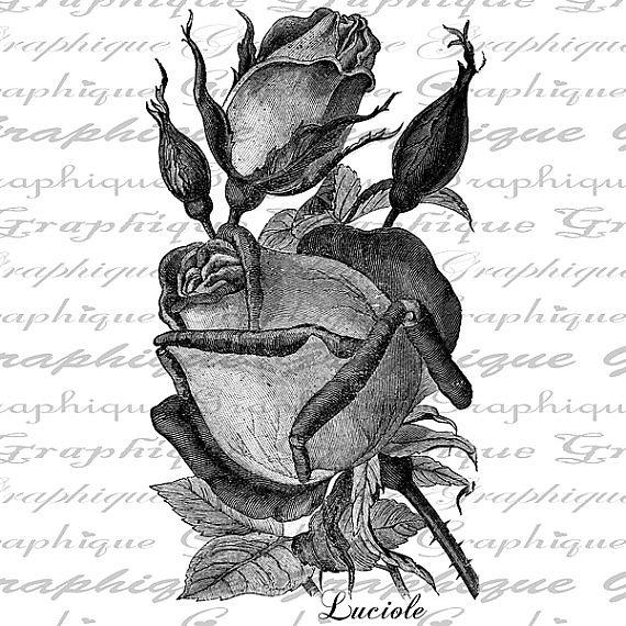 роза 1 - черно-белое, роза, триптих, монохром, цветы, полиптих, диптих - оригинал