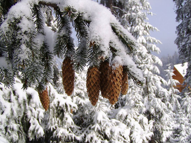 зима - зима, шишки, лес - оригинал