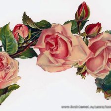 Оригинал схемы вышивки «Розы» (№213754)