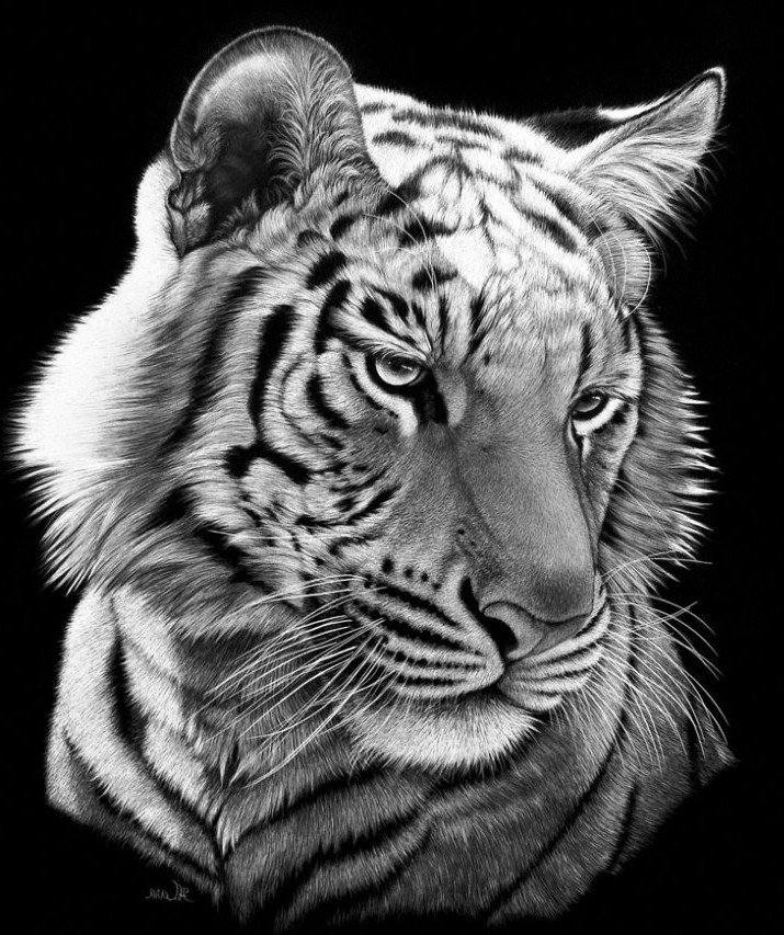 Портрет тигра - тигр, животные, монохром, дикие кошки - оригинал