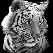 Оригинал схемы вышивки «Портрет тигра» (№213896)