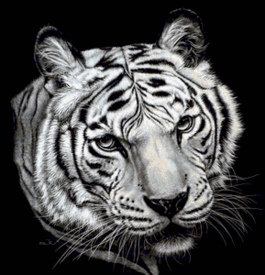 Портрет тигра - животные, дикие кошки, монохром, тигр - предпросмотр