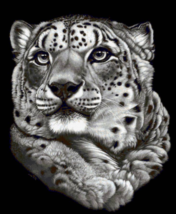 Портрет гепарда - животные, монохром, дикие кошки - предпросмотр