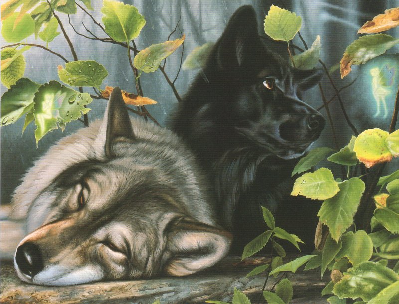 Волки и Фея - волки, животные, природа, фантазия, волк, лес, фея - оригинал