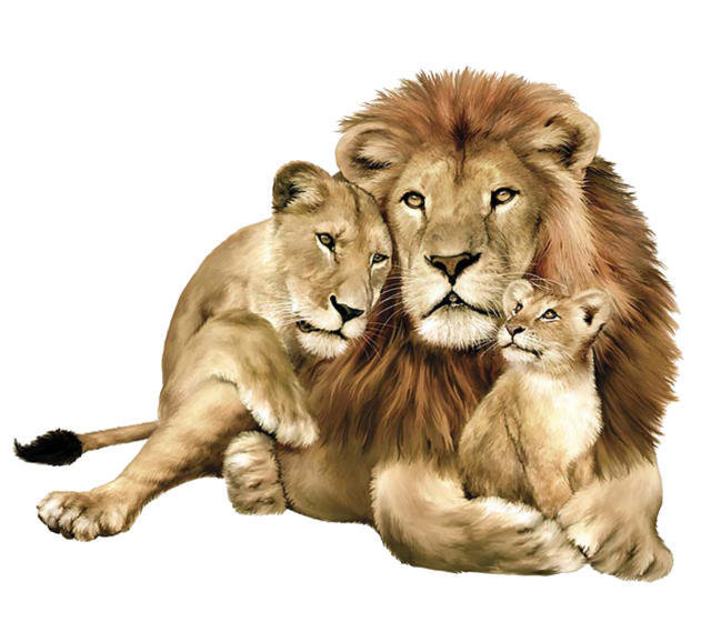 Львиная семья - дикие кошки, хищник, животные, нежность, зверь, львы, лев, семья - оригинал