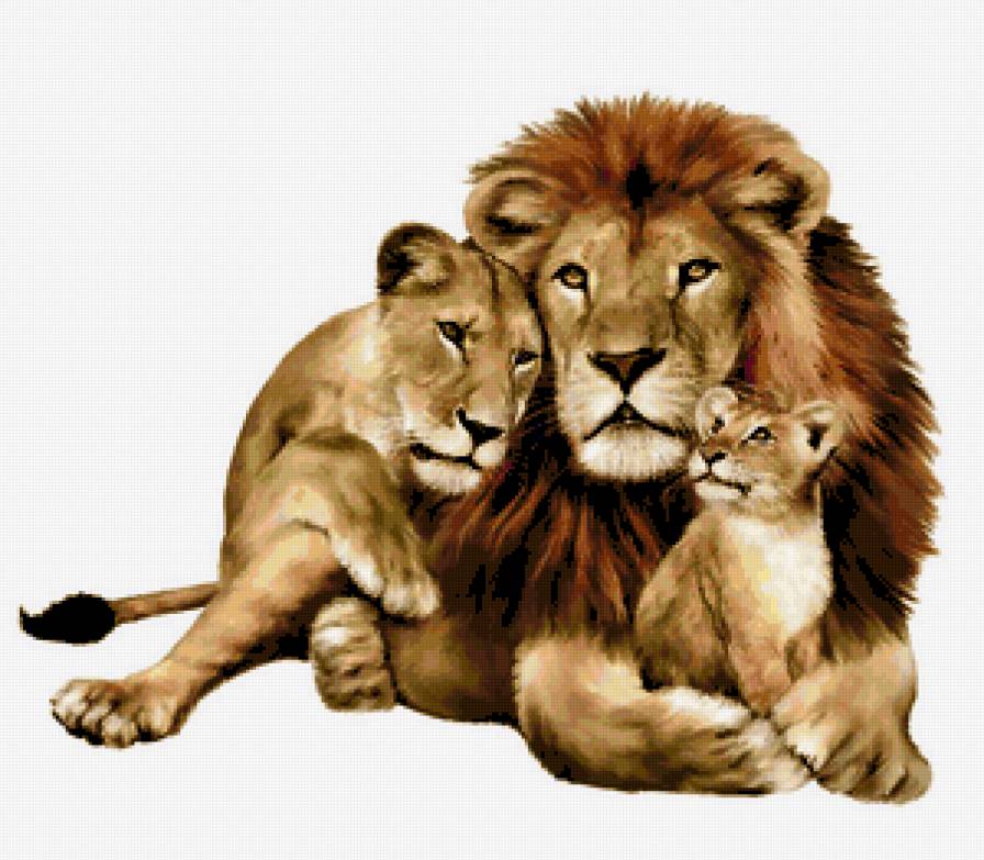 Львиная семья - дикие кошки, зверь, львы, животные, семья, хищник, нежность, лев - предпросмотр