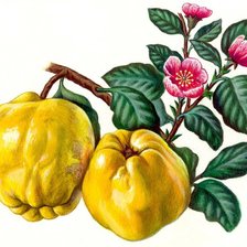 Оригинал схемы вышивки «фрукты» (№215916)