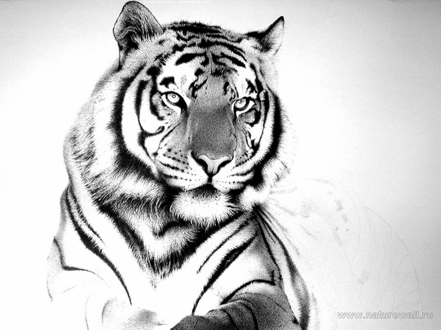 Белый тигр - тигр, белый тигр, животные - оригинал
