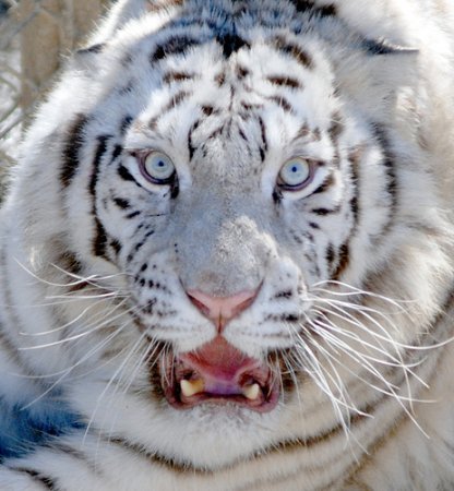 Белый тигр - белый тигр, животные, тигр - оригинал