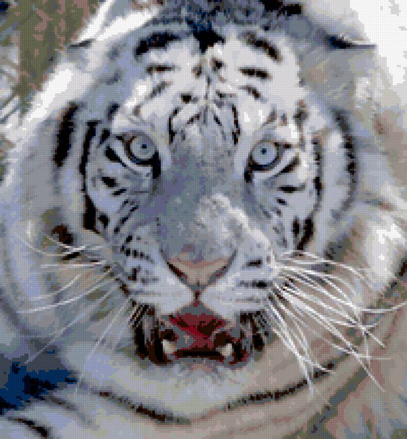 Белый тигр - тигр, животные, белый тигр - предпросмотр