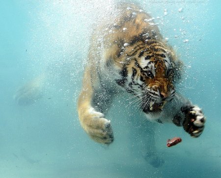 тигр в воде - вода, животные, тигр - оригинал