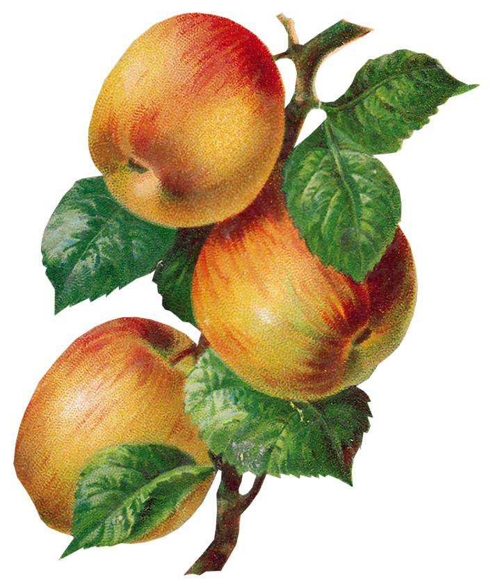 Яблоки - яблочки, яблоко, яблоки, урожай, фрукты, фруктовое панно - оригинал