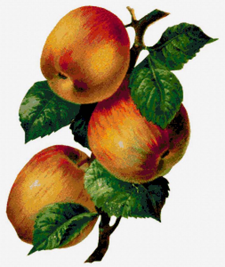 Яблоки - яблоки, фрукты, урожай, яблоко, яблочки, фруктовое панно - предпросмотр