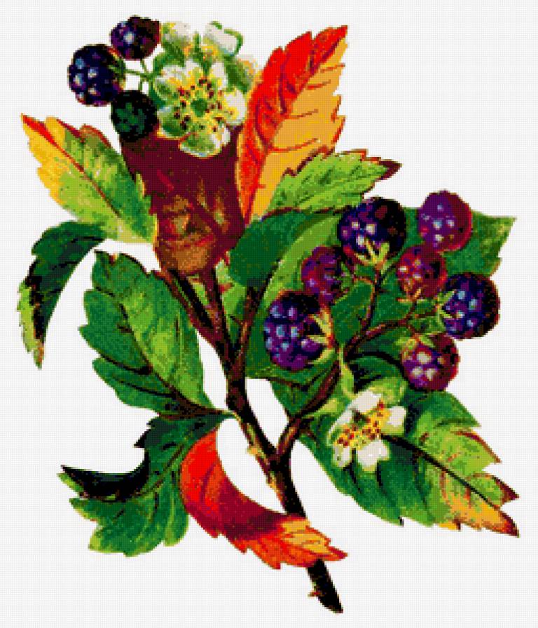 Ежевика - ягоды, фруктовое панно, ягодки, ежевика, урожай, фрукты - предпросмотр