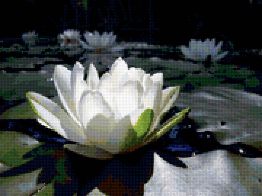 кувшинка - озеро, белый цветок - предпросмотр