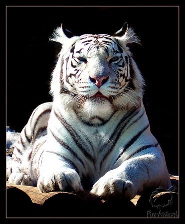 Белый тигр - животные, белый тигр, тигр - оригинал