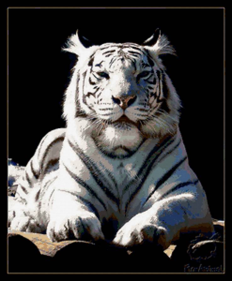 Белый тигр - тигр, белый тигр, животные - предпросмотр