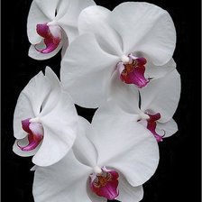 Оригинал схемы вышивки «орхидея» (№216257)