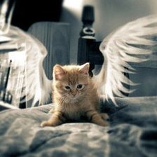 котенок-ангел