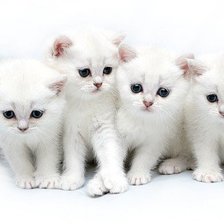 Оригинал схемы вышивки «белые котятки» (№216273)