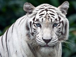 Белый тигр - тигр, животные, белый тигр - оригинал