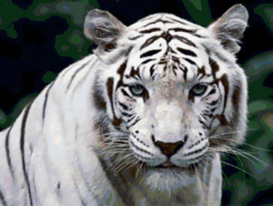 Белый тигр - тигр, белый тигр, животные - предпросмотр