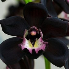 Оригинал схемы вышивки «Черная орхидея» (№216297)