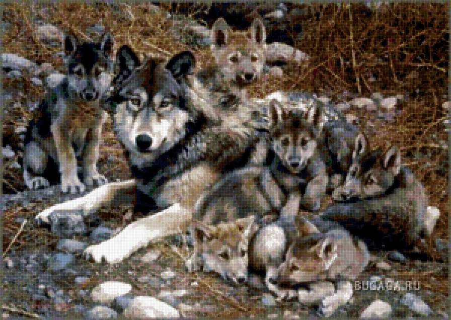 картина - природа, волки, животные, семья - предпросмотр
