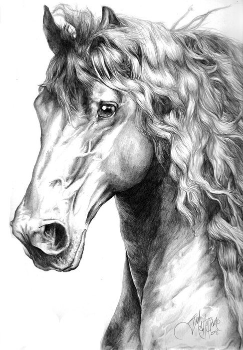 лошадка - рисунок, конь, лошадь, животные, лошади, кони, черно-белое - оригинал