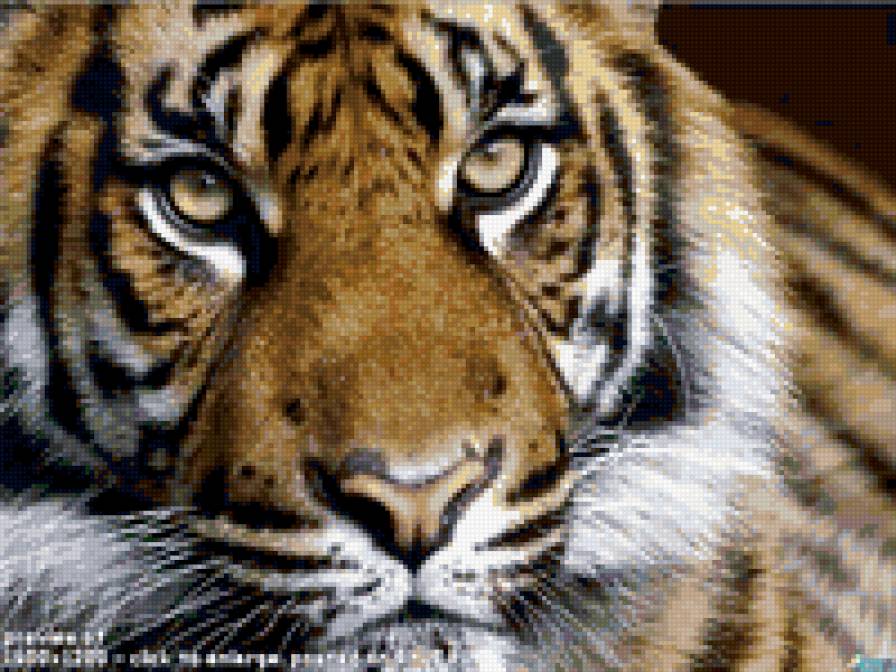 тигр - хищник, тигр - предпросмотр
