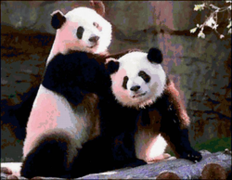 две панды - предпросмотр