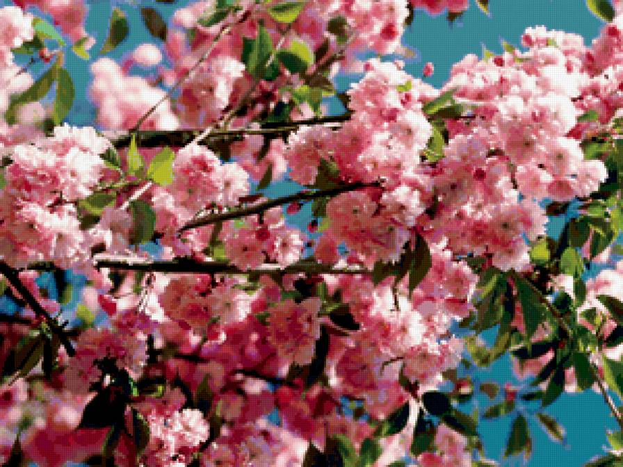 Розово-синее небо - цветы - предпросмотр