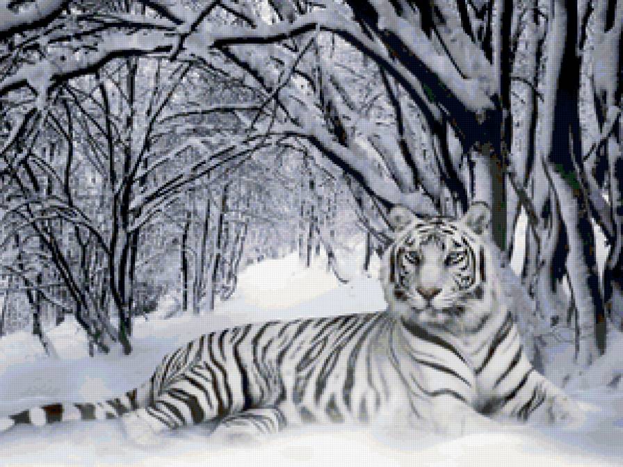 тигр - кошки, животные - предпросмотр
