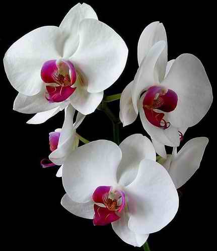 Орхидея! - орхидея, цветы - оригинал
