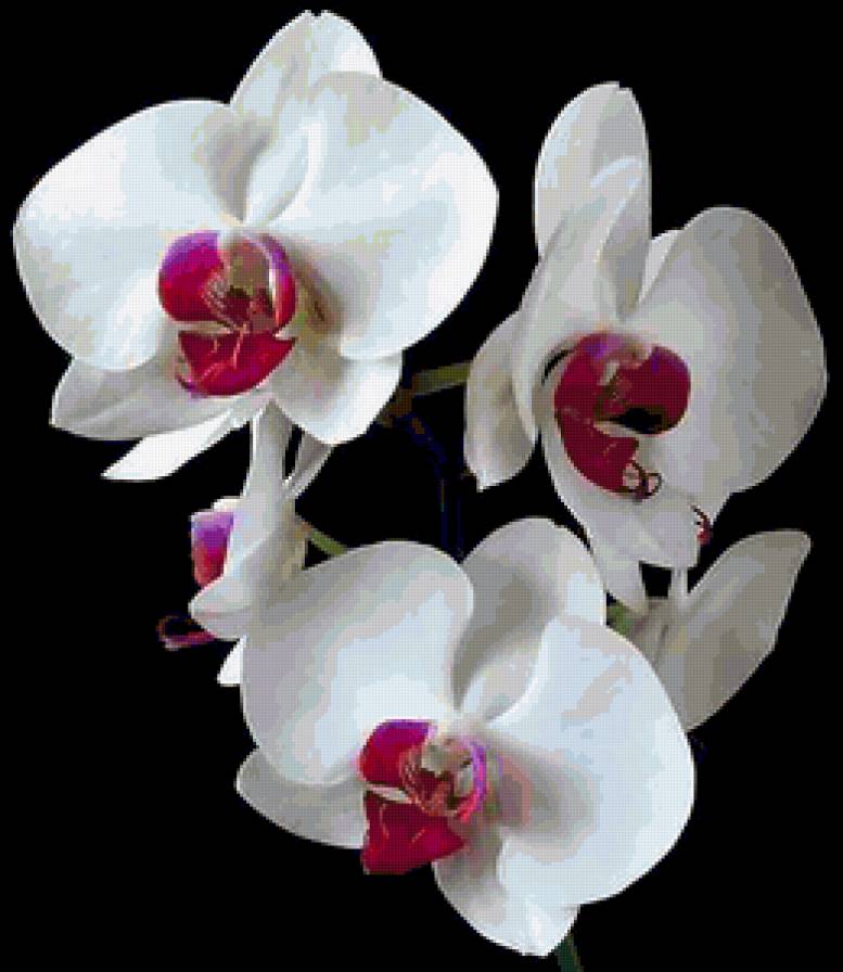Орхидея! - орхидея, цветы - предпросмотр