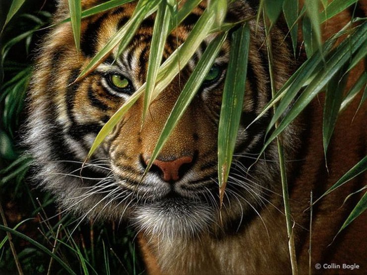 тигр - животные - оригинал