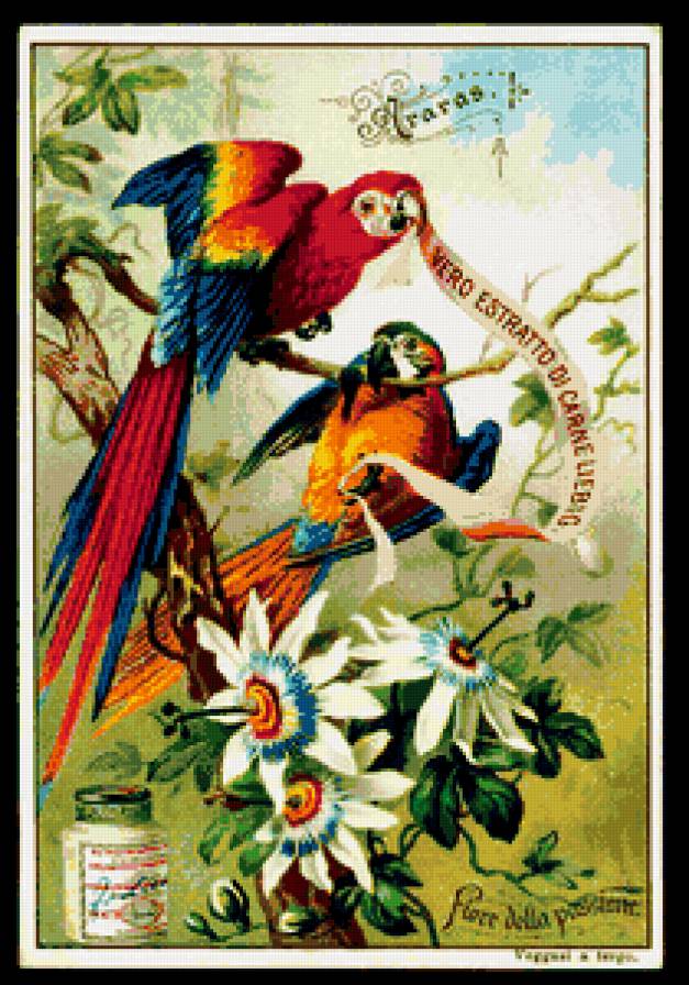 попугайчики - птицы, попугайчик, экзотика, попугай, природа - предпросмотр