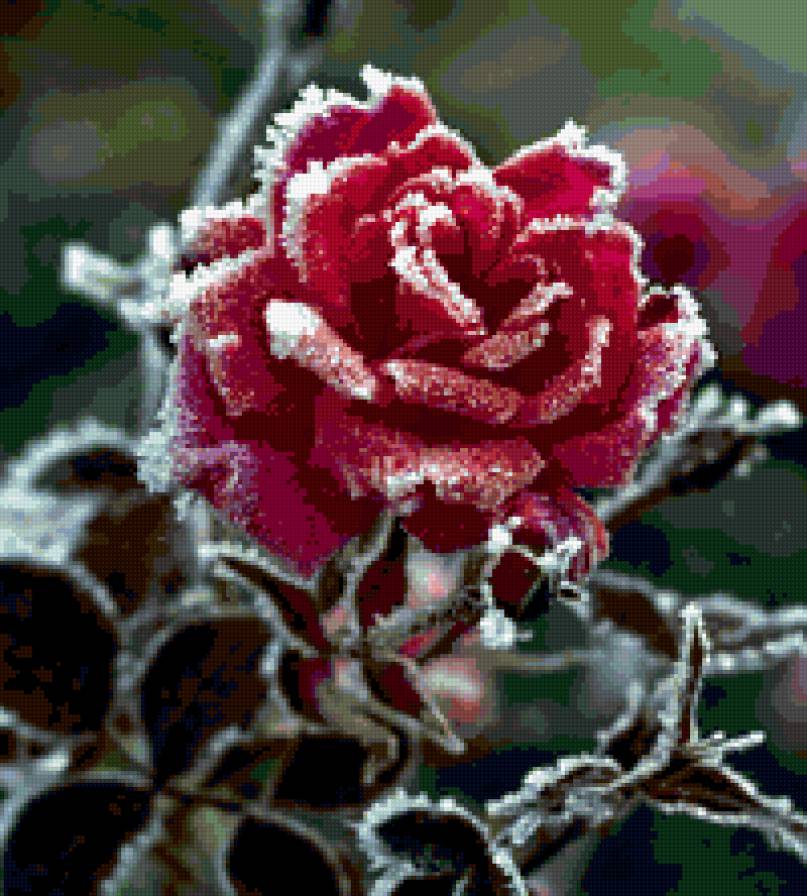 роза в снегу - предпросмотр