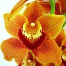 Оригинал схемы вышивки «орхидея» (№218768)