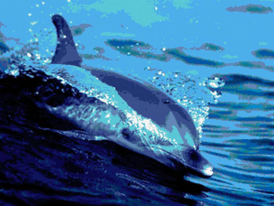 дельфин - море, животные, дельфин - предпросмотр