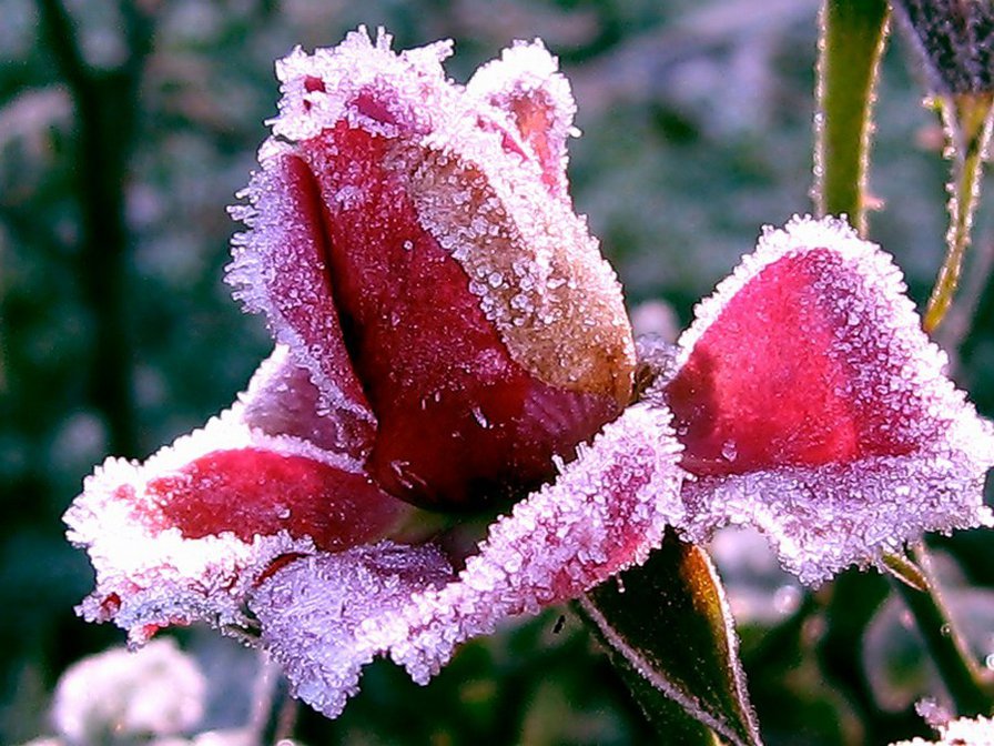 ЗАСТЫВШИЙ ПОЦЕЛУЙ ЗИМЫ - времена года, зима, цветок, роза, снег - оригинал
