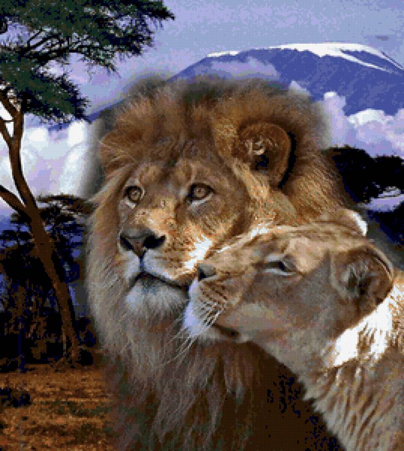 пара - семья, хищник, лев, дикие кошки, животные, зверь, нежность, львы - предпросмотр