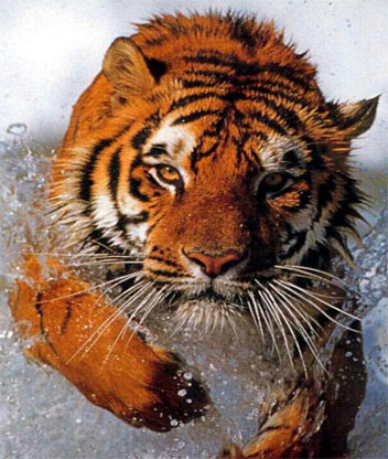 тигр - животное, тигр - оригинал